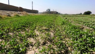 صورة تمديد فترة الترخيص لموسم الزراعة الصيفي في الرقة