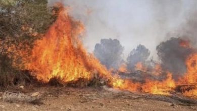 صورة إخماد 43 حريقاً في محافظة اللاذقية خلال أسبوع
