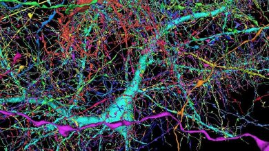 صورة غوغل وعلماء هارفارد يجمعون 225 مليون صورة لإنشاء أكثر الخرائط ثلاثية الأبعاد تفصيلا للدماغ البشري!