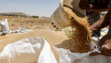 صورة تجار الحبوب يبدؤون بتسليم القمح لمراكز الإدارة الذاتية في الرقة