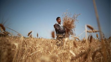 صورة النظام السوري يعتقل مزارعين في ريف دير الزور لرفضهم تسليم محاصيلهم من القمح لمؤسساته