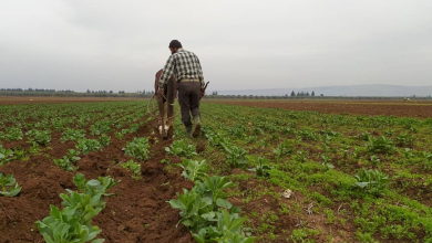 صورة مئات المزارعين تضرروا…”ميدل إيست” تحذر من كارثة مناخية بإدلب