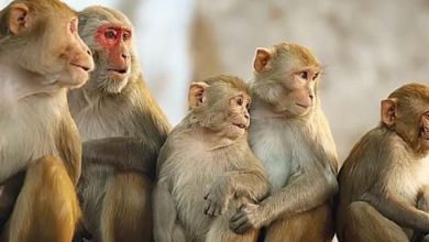 صورة مرض نادر بلا لقاح.. ما هو “جدري القرود”؟