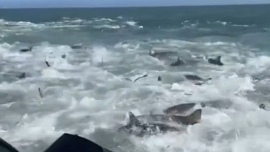 صورة فيديو غريب.. تصرف جنوني لعشرات أسماك القرش الهائجة!
