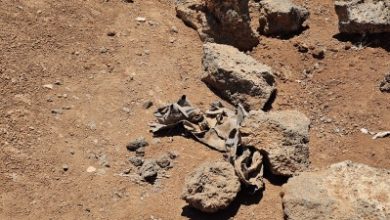 صورة درعا: العثور على مقبرة جماعية وانتشال رفات 4 جثث في حصيلة أولية