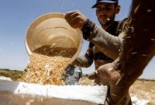 صورة رويترز: سوريا تواجه شبح أزمة غذاء تاريخية مع تفاقم الجفاف وتراجع إنتاج القمح