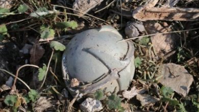 صورة إصابة 5 أطفال من عائلة واحدة بانفجار قنبلة في ريف درعا الشرقي